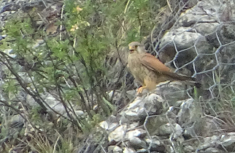 foto brutte 4....Falco tinnunculus